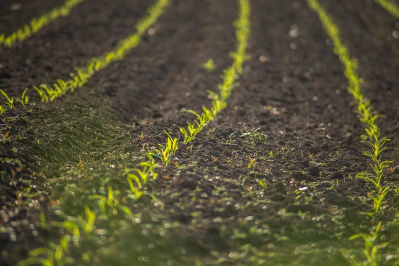 Soil Mixes